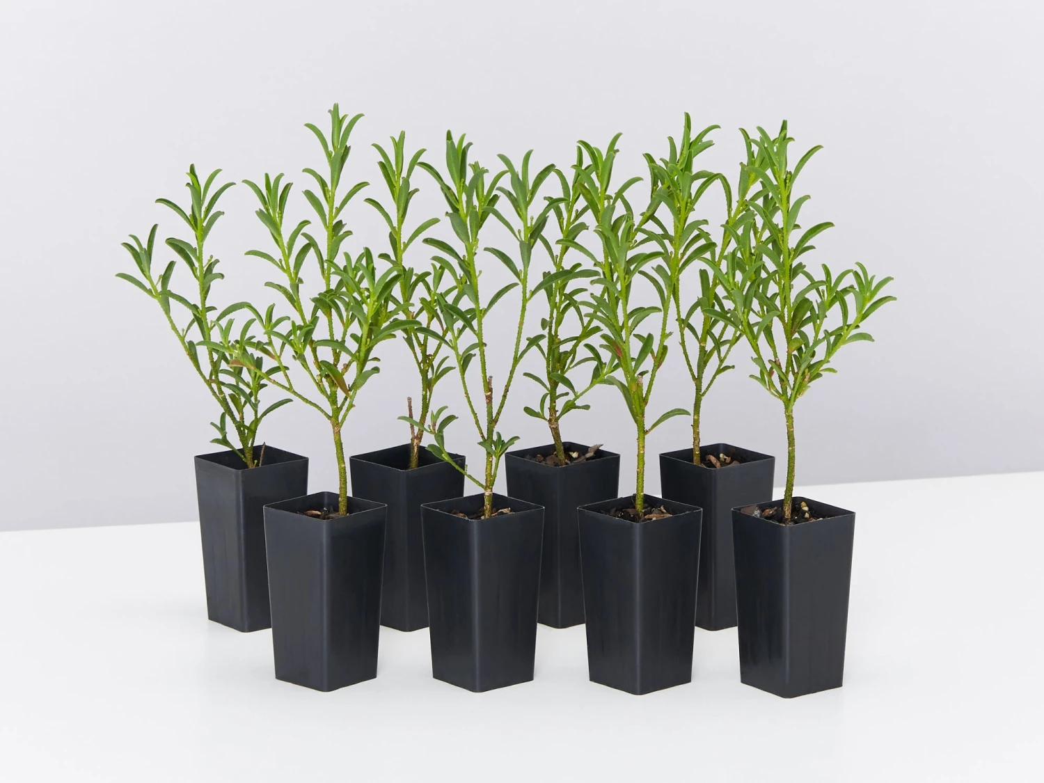 Philotheca Myoporoides Winter Rouge