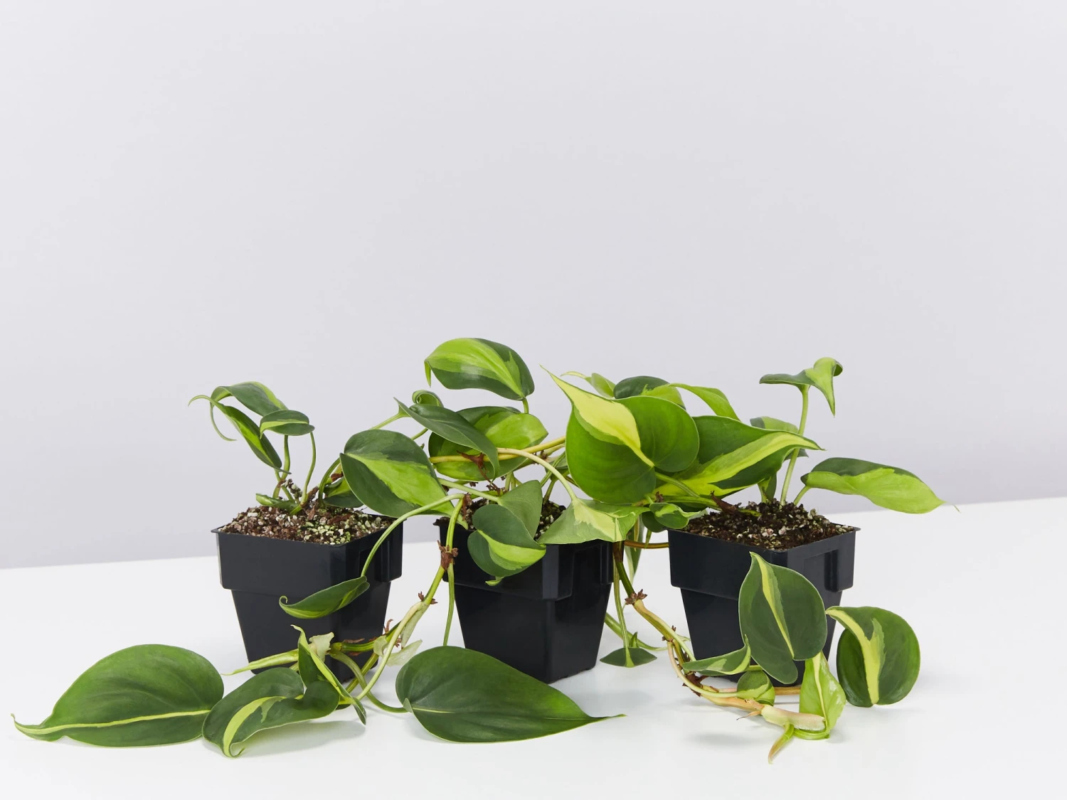 Philodendron Brasil - Image 3