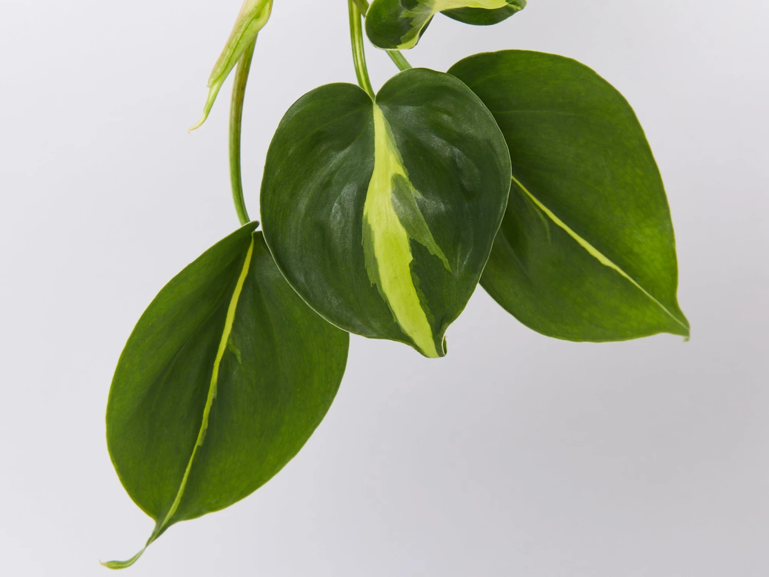 Philodendron Brasil - Image 6