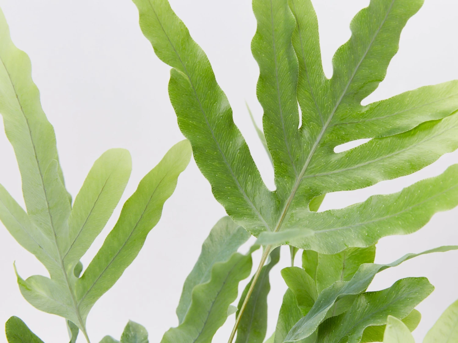 Elho Eco Friendly ♻️Gift Box - Fern Varieties - Image 4