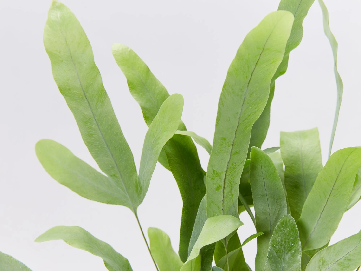 Elho Pet-Friendly Eco ♻️ Gift Box - Image 6