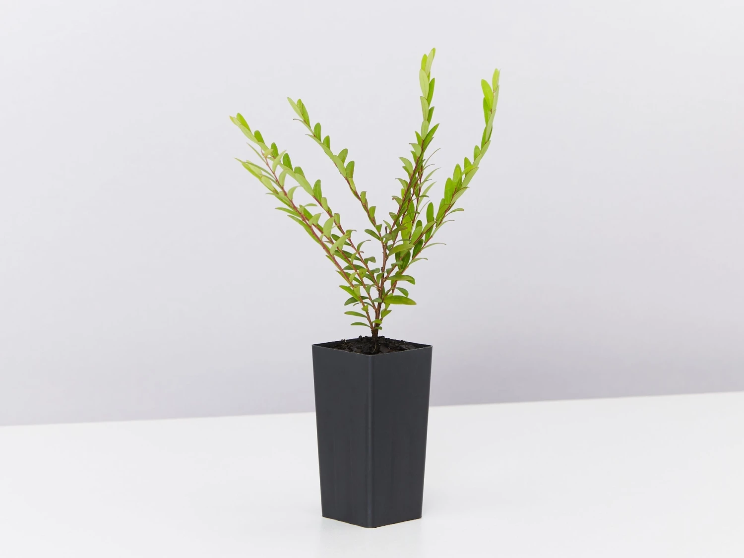 Phyllanthus Multiflorus - Image 3