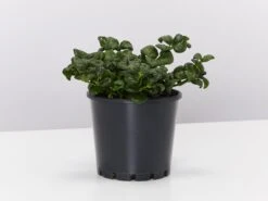 Pilea Nummulariifolia - Pot + Plant + Soil