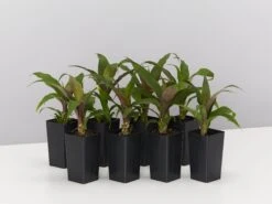 Bromeliad 'Pitcairnia Sanguinea'