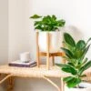 Adjustable Bamboo Plant Stand - Natural