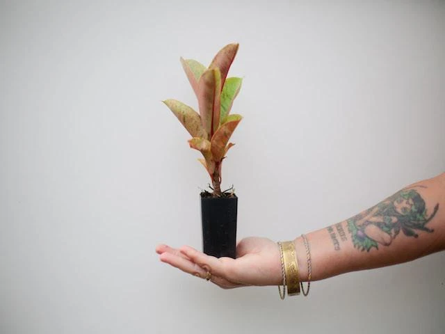 Ficus Elastica Shivereana - Image 5