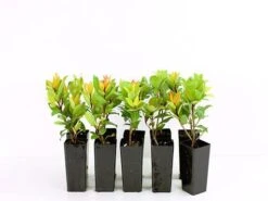 Metrosideros "Little Ewan"