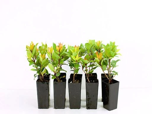 Metrosideros "Little Ewan"