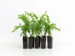 Juniperus Conferta "All Gold"