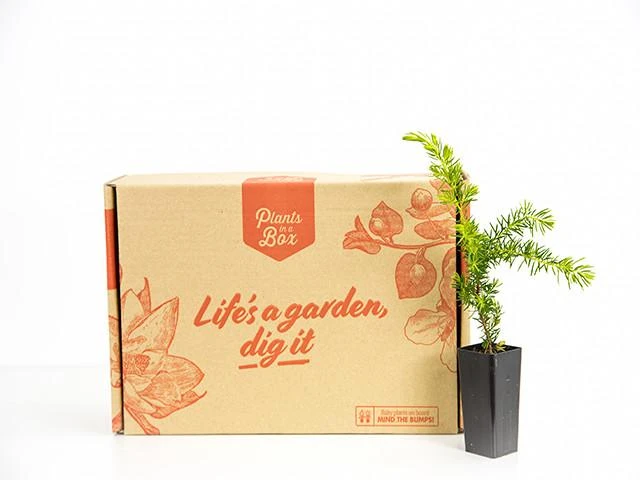 Juniperus Conferta "All Gold" - Image 3