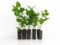 Jasminum'Grand Duke Of Tuscany'