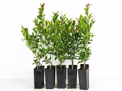 Syzygium Winter Lights