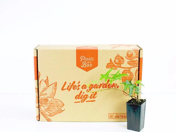 Hedera Helix "Star" - Image 5