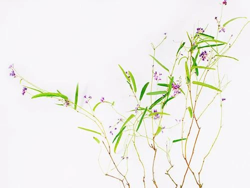 Hardenbergia Violacea - Image 4