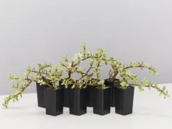 Portulacaria Afra F. Variegata – Rainbow Bush