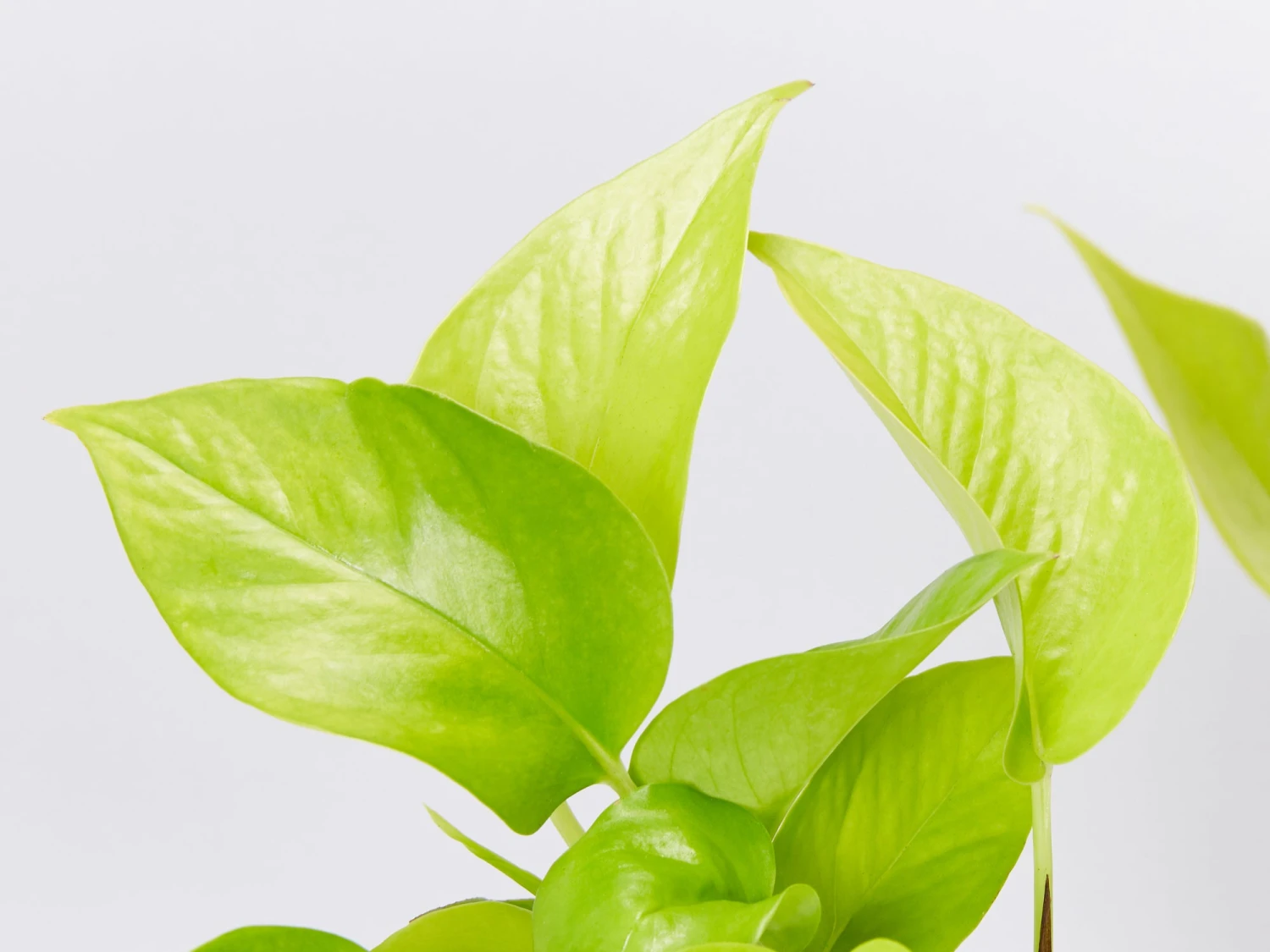 Houseplant Beginners Gift Box 🎁 - Sustee Included - Image 4