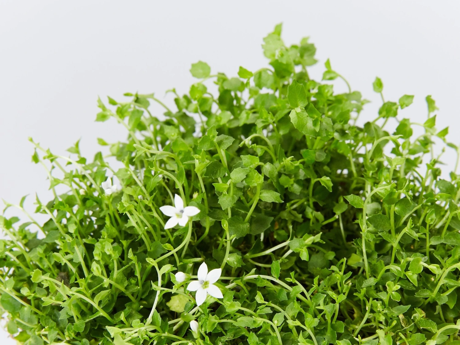 Pratia Pedunculata - Image 2