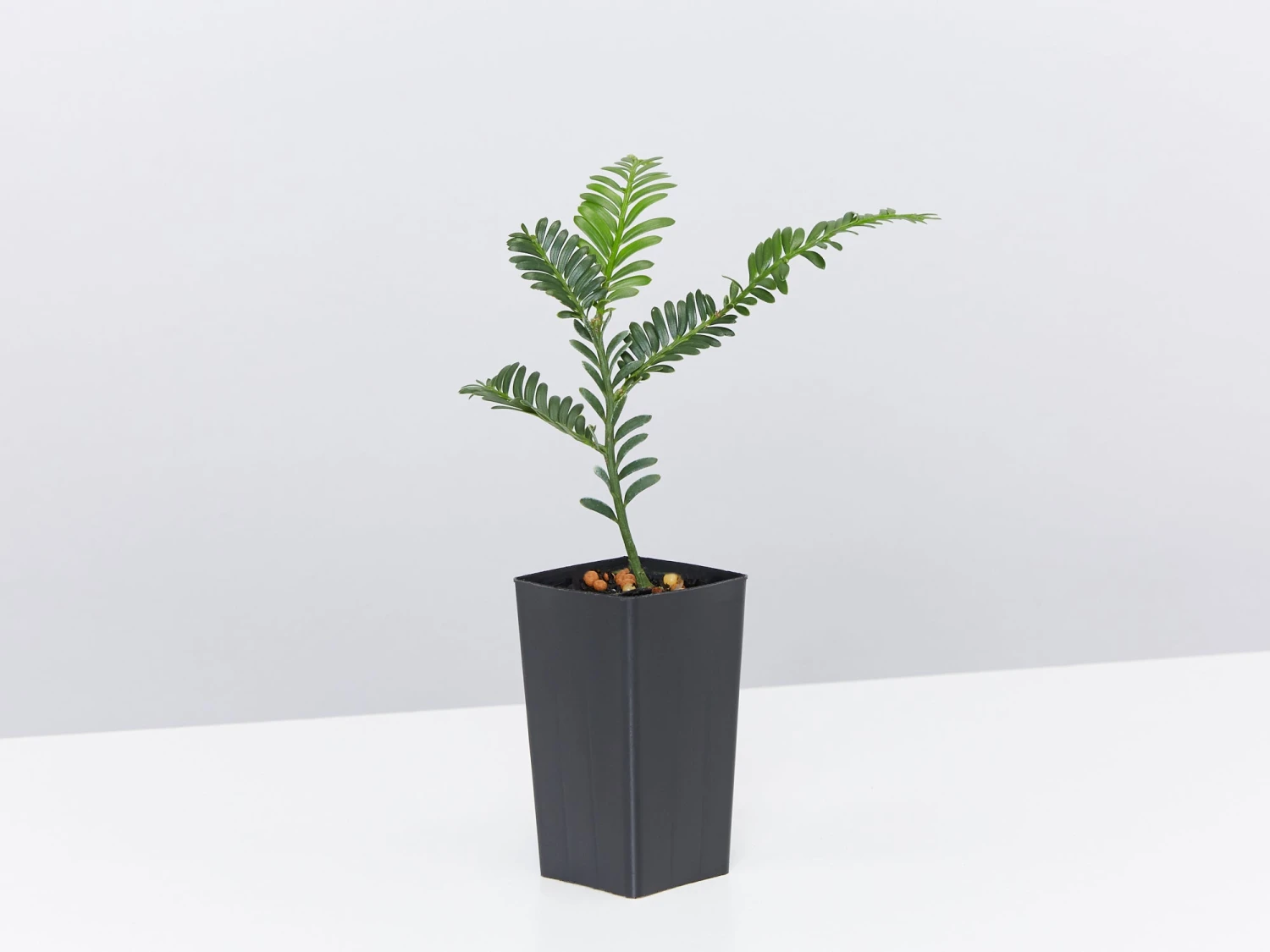 Australian Native Rainforest Mixed Pack - Image 3