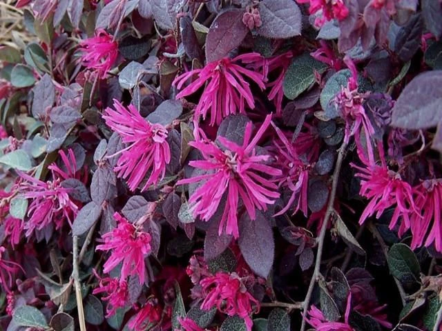 Loropetalum Chinense Fringe Flower - Bobz Red - Image 2