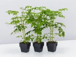 Radermachera China Doll - 85mm