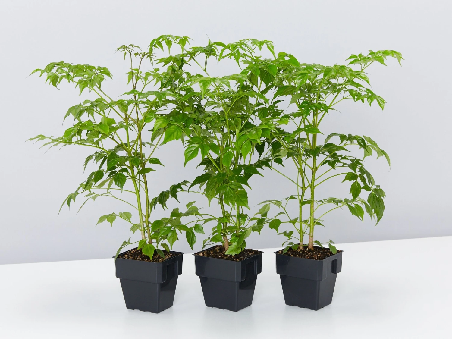 Radermachera China Doll - 85mm