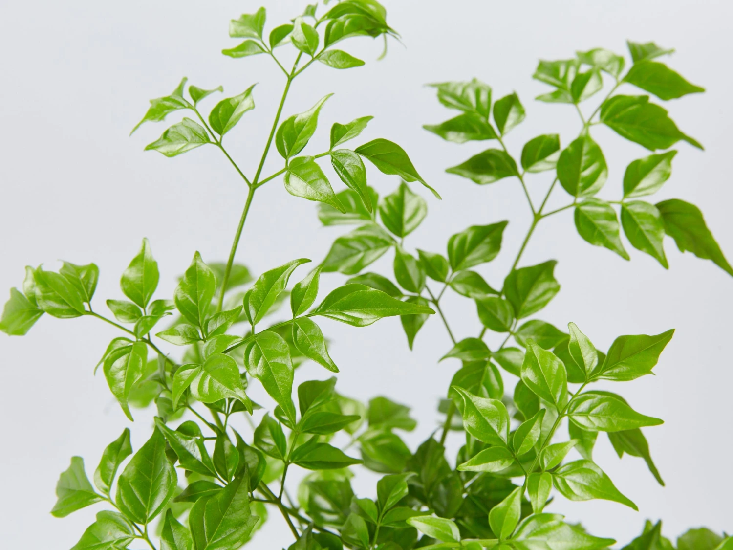 Radermachera China Doll - 85mm - Image 2