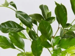 Radermachera "Summer Scent" - 85mm