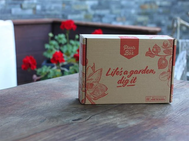 Hedera Helix "Star" - Image 7