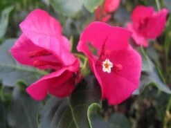 Bougainvillea Red Holly - 85mm