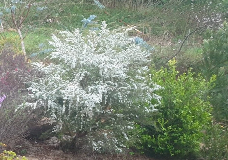 Leptospermum Cardwell - Image 7