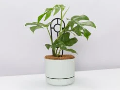 Mini Monstera - Pot + Plant + Soil