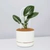 Rhaphidophora Gift Box - Pot + Plant + Soil + Double Arch Stake