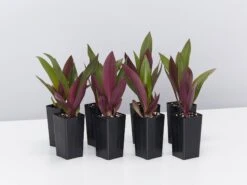 Rhoeo Dwarf Plant Pack