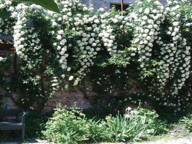 Rosa Banksiae Alba - Image 4