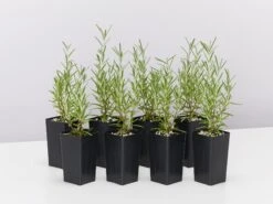 Rosmarinus Officinalis Savor