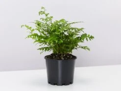 Rumohra Adiantiformis Leather Leaf With Pot Option