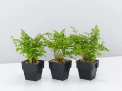 Leather Leaf Fern - 85mm