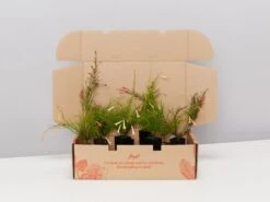 Russelia "Falls" Mixed Box