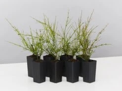 Russelia Equisetiformis Ruby Falls Cascading Evergeen Shrub