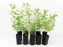 Spiraea Cv. Pink Ice