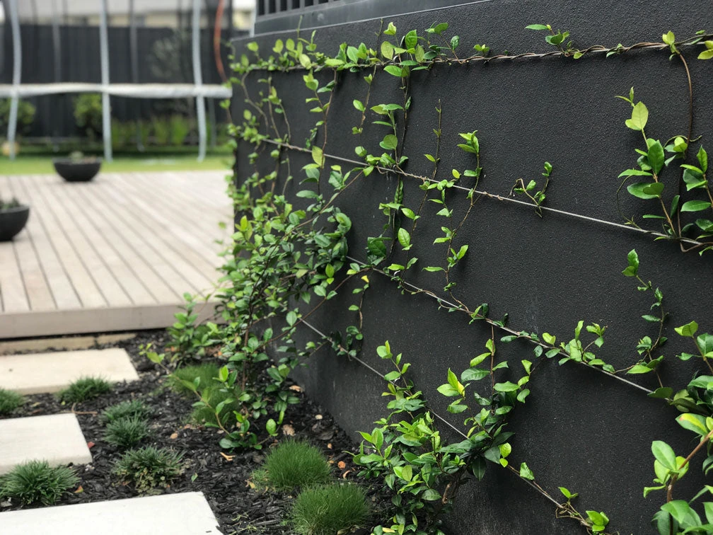 Star Jasmine Hedging Or Ground Cover Pack - Image 10