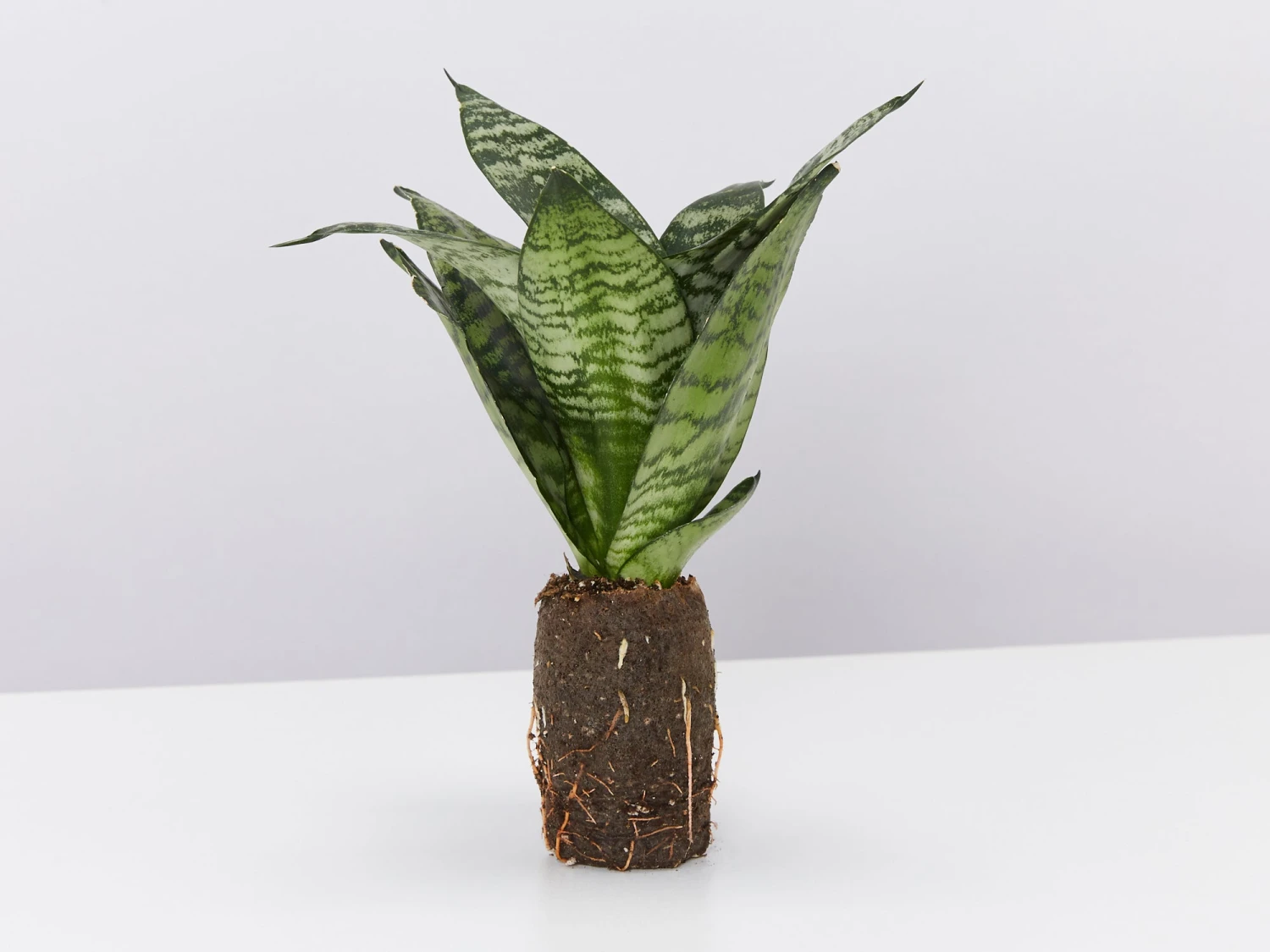 Assorted Box Of Sansevieria - Image 5