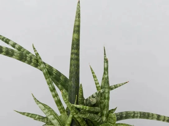 Assorted Box Of Sansevieria - Image 4