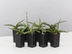 Sansevieria Cylindrica Snake Plants