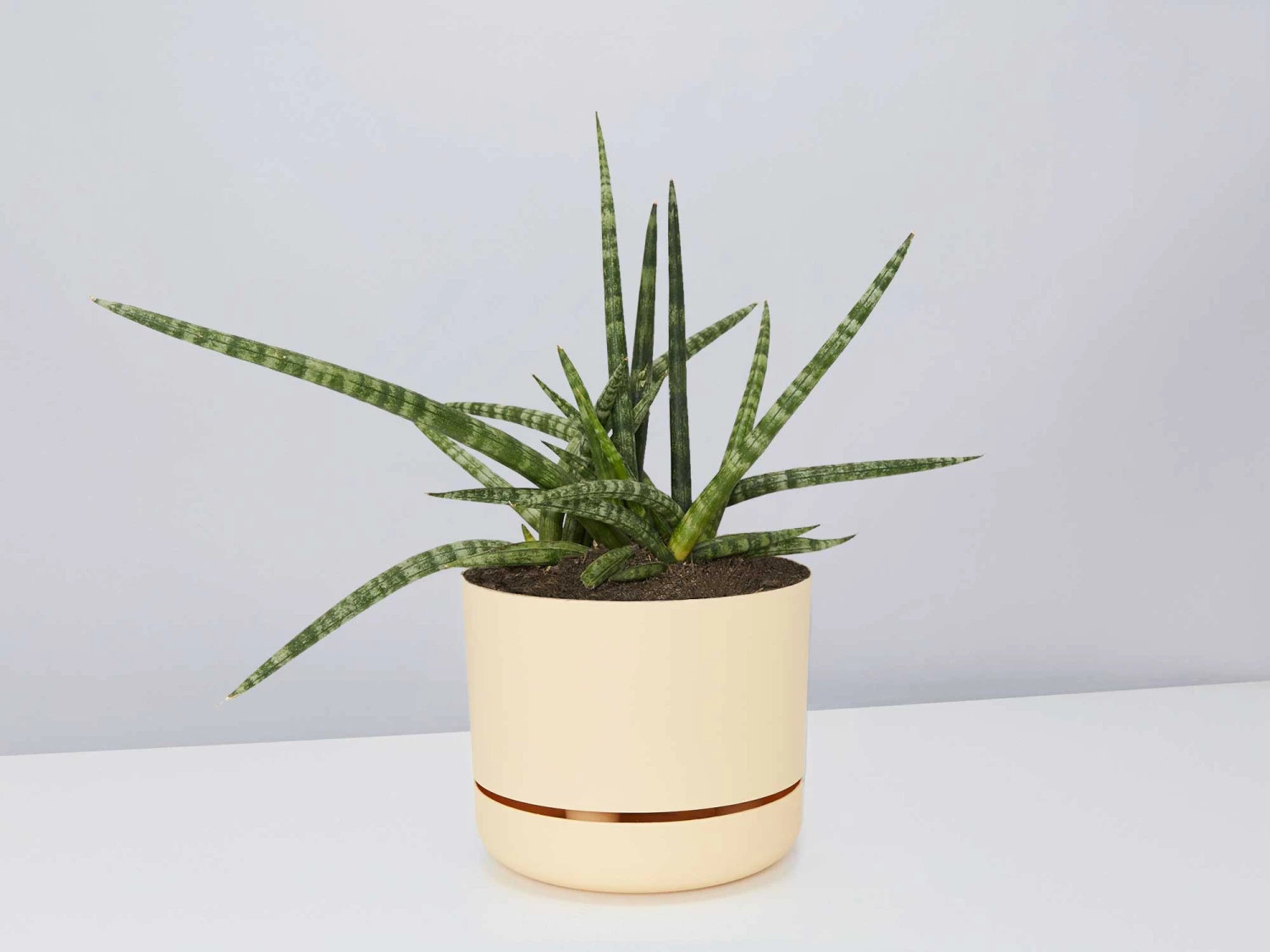 Succulent Planter In LECA Set - Image 2