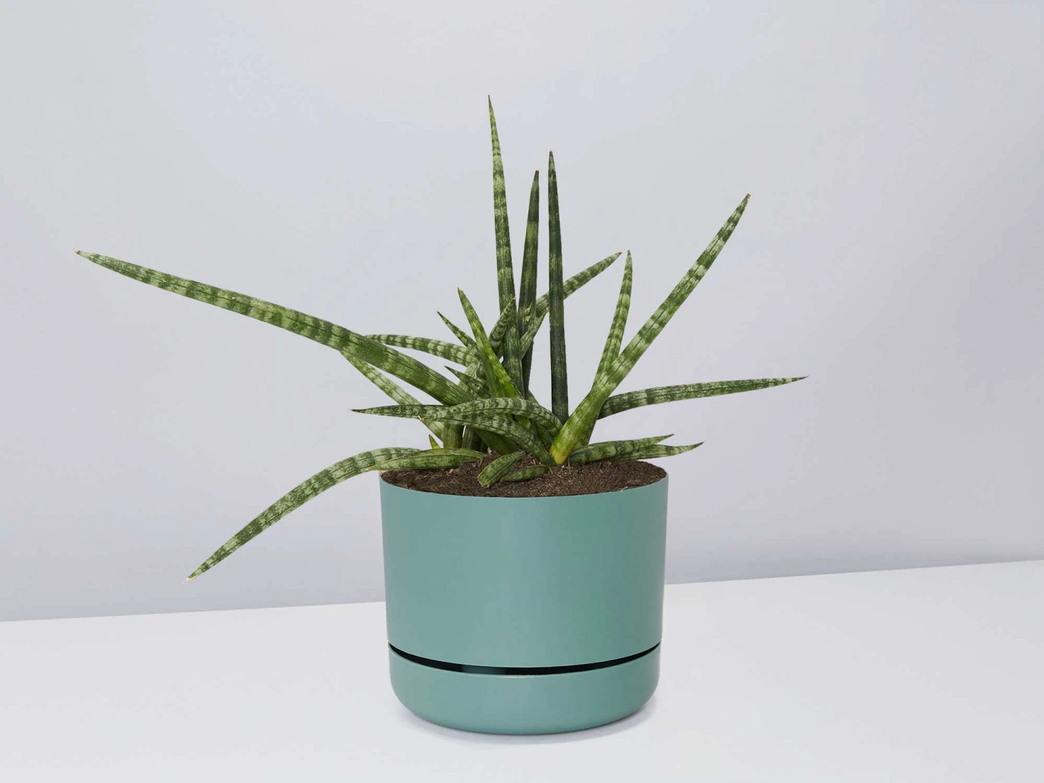 Succulent Planter In LECA Set - Image 13