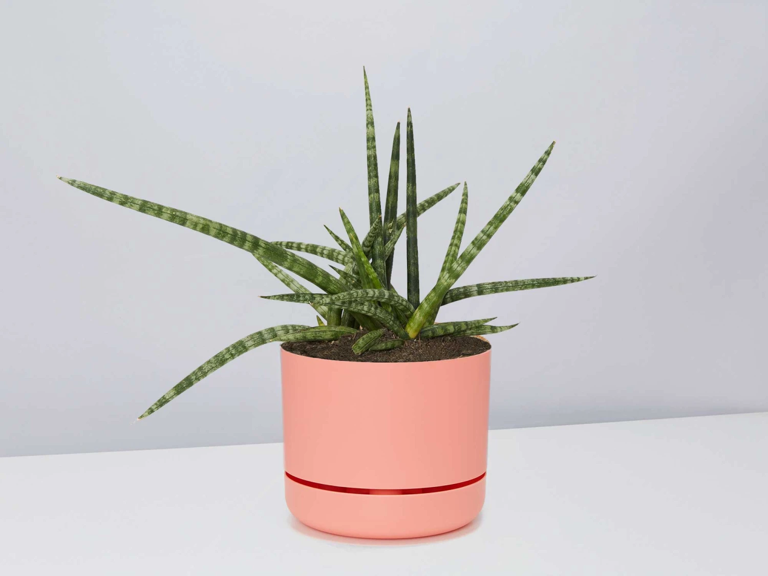 Succulent Planter In LECA Set - Image 11