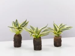 Sansevieria Trifasciata Golden Hahnii In Paper Pots