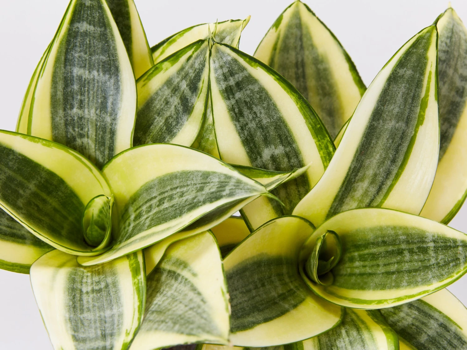 Assorted Box Of Sansevieria - Image 8