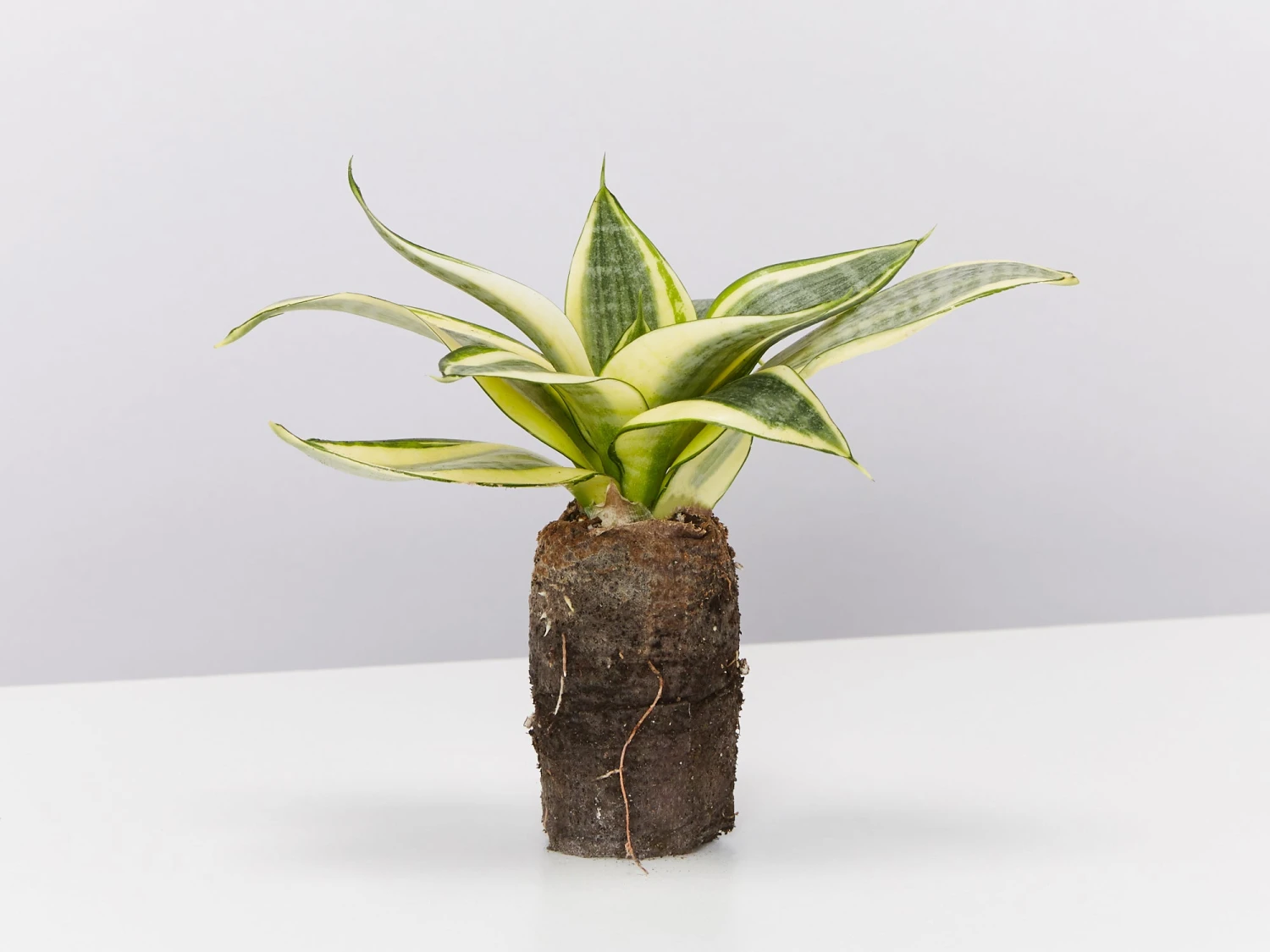 Assorted Box Of Sansevieria - Image 7